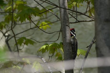 Last Week's #Birding #Photos #OttawaValley #Ontario #Canada Red-naped Sapsucker bird in Pembroke, Ontario Photo by Stacey McIntyre-Gonzalez Copyright©