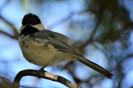 Last Week's #Birding #Photos #OttawaValley #Ontario #Canada Black-capped Chickadee in Pembroke, Ontario Photo by Stacey McIntyre-Gonzalez