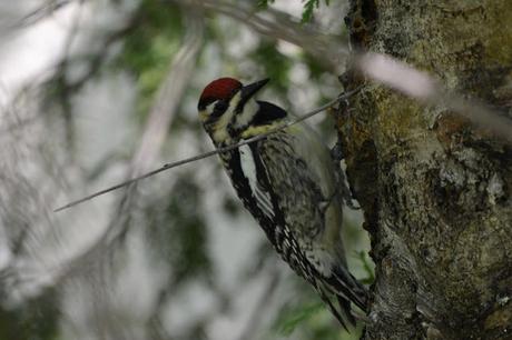 Last Week's #Birding #Photos #OttawaValley #Ontario #Canada Red-naped Sapsucker bird in Pembroke, Ontario Photo by Stacey McIntyre-Gonzalez
