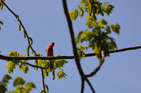 Last Week's #Birding #Photos #OttawaValley #Ontario #Canada House Finch bird in Pembroke, Ontario Photo by Stacey McIntyre-Gonzalez