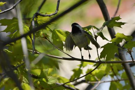 Last Week's #Birding #Photos #OttawaValley #Ontario #Canada Black-capped Chickadee in Pembroke, Ontario Photo by Stacey McIntyre-Gonzalez