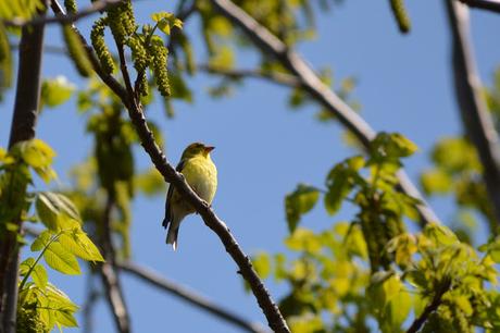 Last Week's #Birding #Photos #OttawaValley #Ontario #Canada American Goldfinch bird in Pembroke, Ontario Photo by Stacey McIntyre-Gonzalez Copyright©