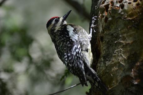 Last Week's #Birding #Photos #OttawaValley #Ontario #Canada Red-naped Sapsucker bird in Pembroke, Ontario Photo by Stacey McIntyre-Gonzalez