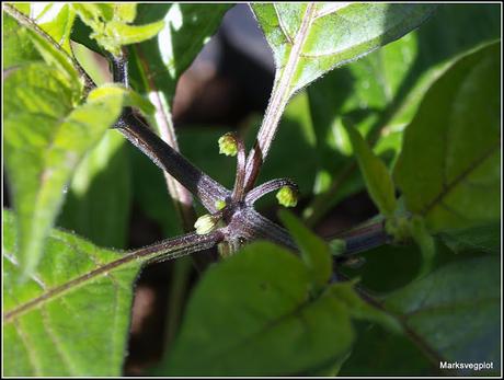 First chilli sets fruit First chilli sets fruit