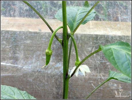 First chilli sets fruit First chilli sets fruit