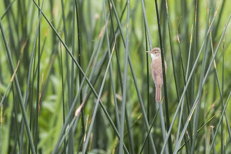 Sunny Patch Walk - Reed Warbler