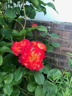 Irritating Plant of the Month - The Wrong Rose