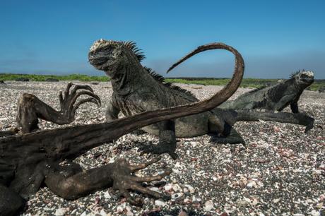A Warming Planet Jolts the Iconic Creatures of the Galápagos