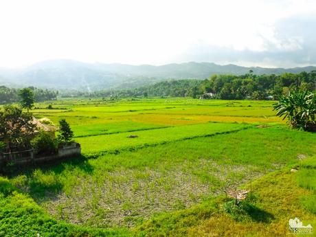 Jagna rice farm
