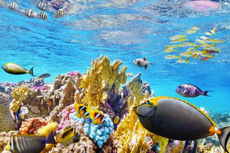 Great Barrier Reef Dead at 25 Million