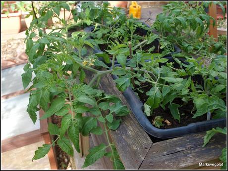 Layering - a different way to propagate tomatoes.