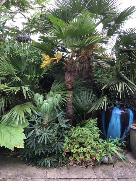 Our Exotic Garden in Early June