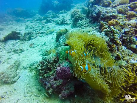 Sea Anemone and Clownfish
