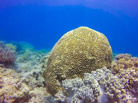 Brain Coral Cantagay Marine Sanctuary
