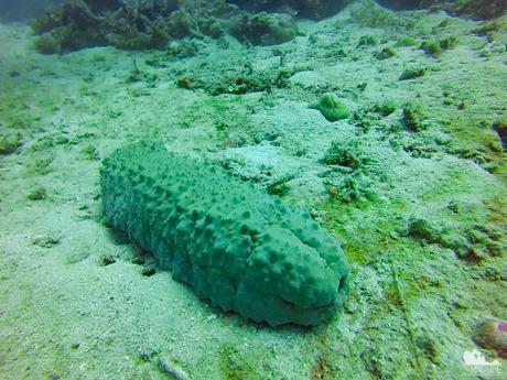 Stichopodid Sea Cucumber