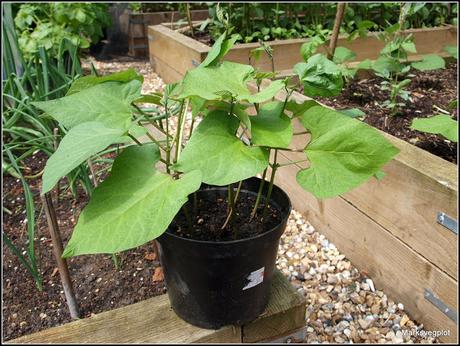 Runner Beans - tips and a problem