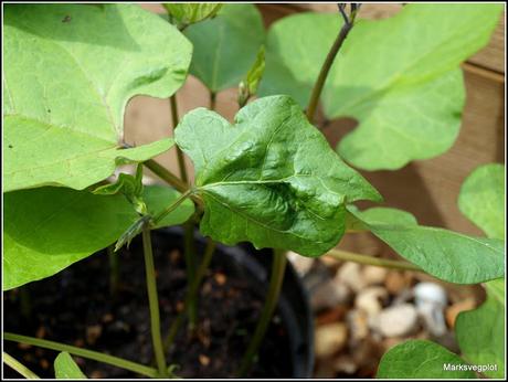 Runner Beans - tips and a problem
