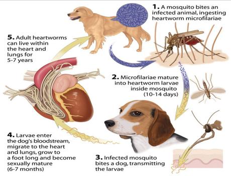 12 symptoms that could indicate heartworm in dogs