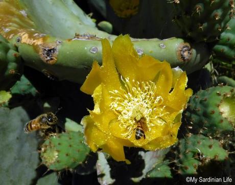 Snapshots: Hidden Treasures at the Prickly Pear Cactus