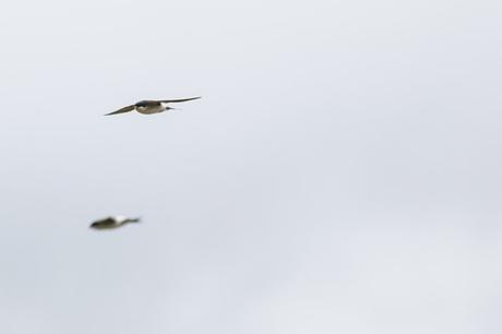 two House Martin