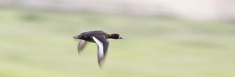 Female Tufted Duck in Flight