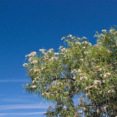 Tree of the Month: Desert “Willow” Tree of the Month: Desert “Willow”