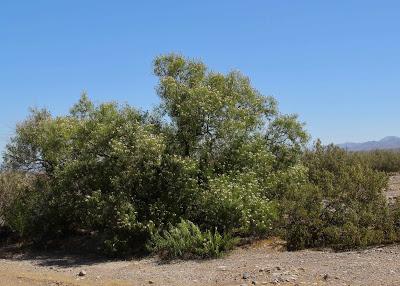 Tree of the Month: Desert “Willow” Tree of the Month: Desert “Willow”