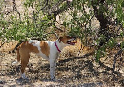 Tree of the Month: Desert “Willow” Tree of the Month: Desert “Willow”