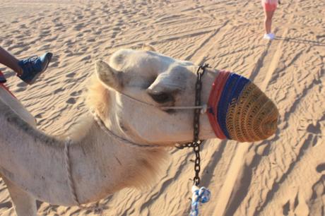 DAILY PHOTO: Camel Nose Koozy