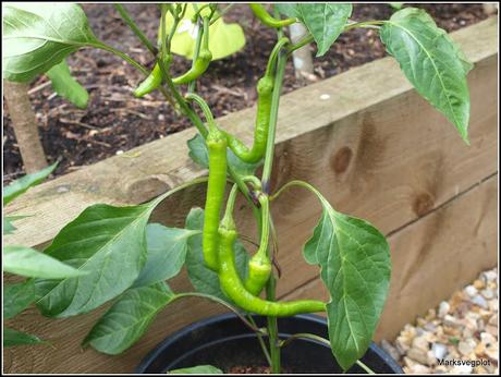 Chillis - to pinch or not to pinch?