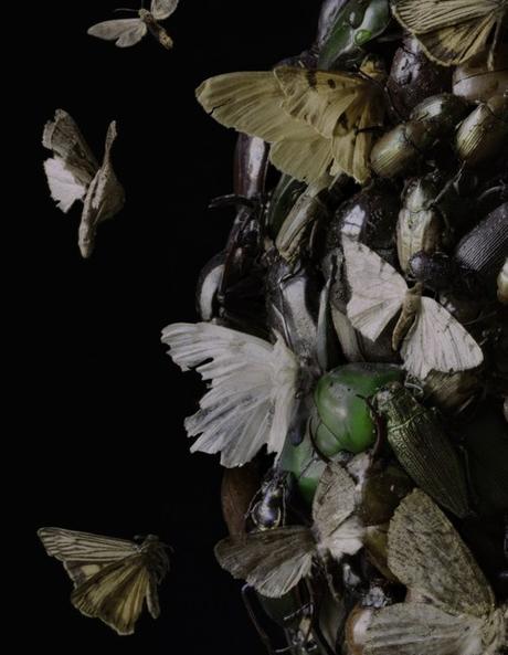 Boston Artist Tara Sellios Insect Photographs