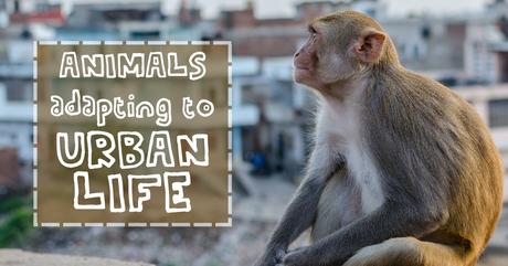 Animals Adapting to Urban Life Animals Adapting to Urban Life