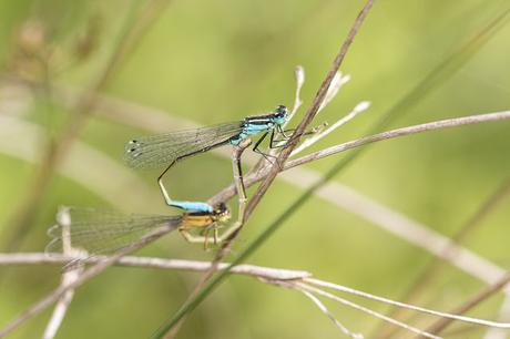 Blue-tailed Damselfly mating