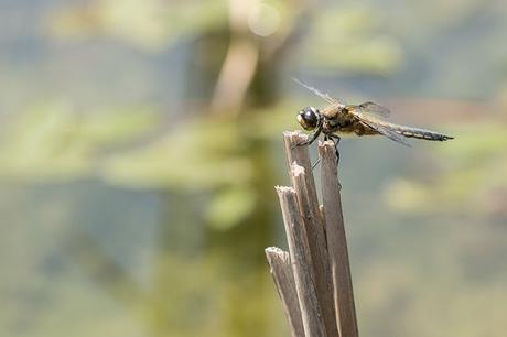 Another Four Spotted Chaser
