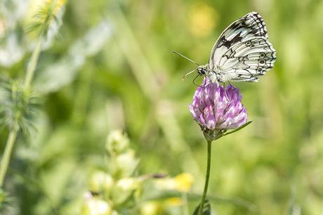 Another Marbled White