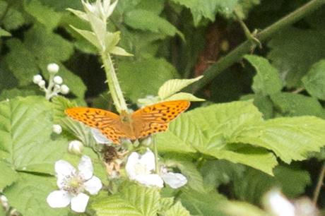 Silver Washed Fritilliary (very heavy crop)