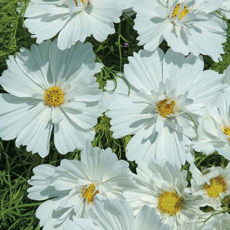 Decorate Your Garden With Some Beautiful Eye Catchy Flowers Decorate Your Garden With Some Beautiful Eye Catchy Flowers