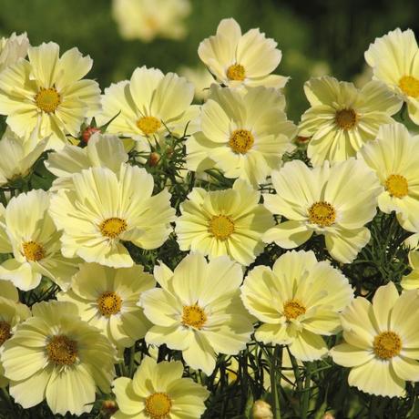Decorate Your Garden With Some Beautiful Eye Catchy Flowers Decorate Your Garden With Some Beautiful Eye Catchy Flowers