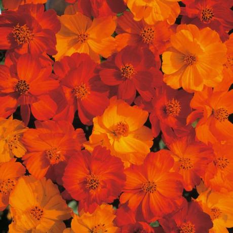 Decorate Your Garden With Some Beautiful Eye Catchy Flowers Decorate Your Garden With Some Beautiful Eye Catchy Flowers