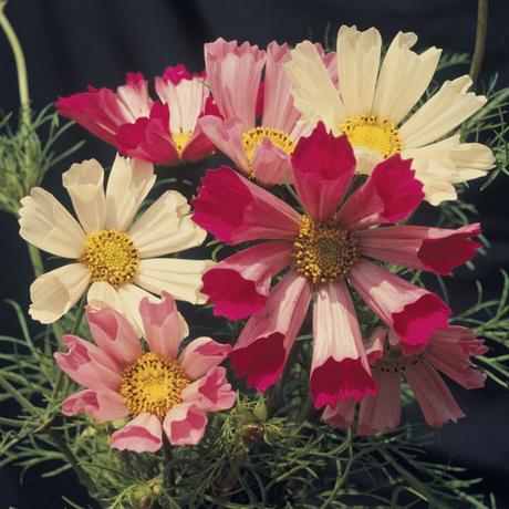 Decorate Your Garden With Some Beautiful Eye Catchy Flowers Decorate Your Garden With Some Beautiful Eye Catchy Flowers