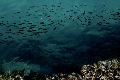 Can Oil Rigs Become Artificial Reefs? Can Oil Rigs Become Artificial Reefs?