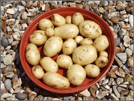 A comparison of some Early potatoes