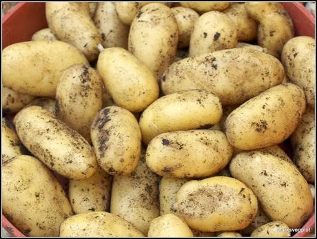 A comparison of some Early potatoes