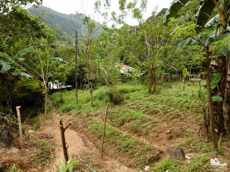 Mt. Mauyog: Scenes, Sounds, and Stories of Cebu’s Highlands Tabunan farm