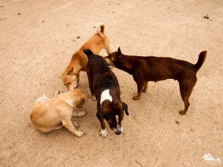 Mt. Mauyog: Scenes, Sounds, and Stories of Cebu’s Highlands Dogs grooming each other