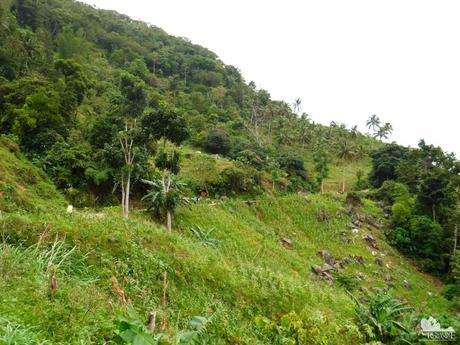 Mt. Mauyog: Scenes, Sounds, and Stories of Cebu’s Highlands Mt. Mauyog