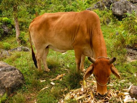 Mt. Mauyog: Scenes, Sounds, and Stories of Cebu’s Highlands Tabunan ox