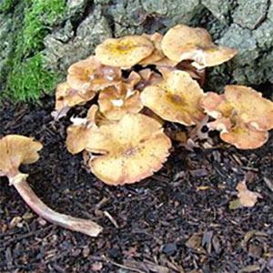 Summer has arrived: The summer tree diseases to look out for tree disease