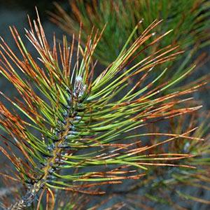 Summer has arrived: The summer tree diseases to look out for tree disease
