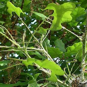 Summer has arrived: The summer tree diseases to look out for tree disease